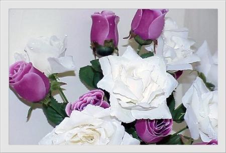 les roses